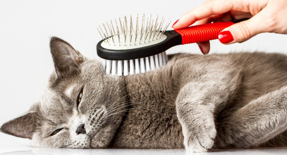 Pet Grooming