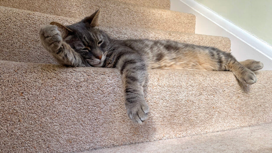 carpet durability